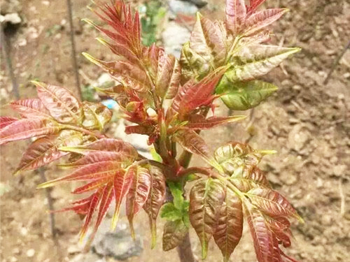 红油香椿苗2号